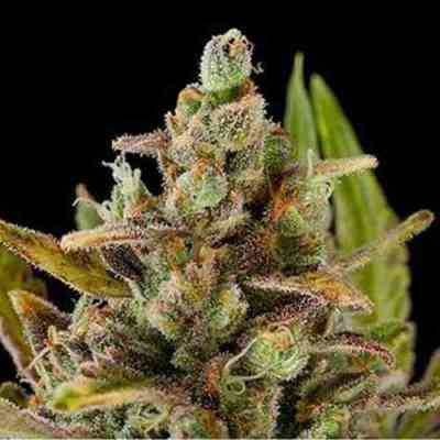 Critical Kush > Dinafem Seeds | Semillas feminizadas  |  Índica